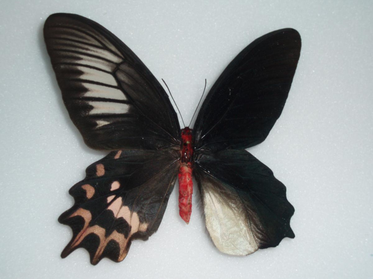 A. semperi gynandromorph (Alex Bic)WEB.jpg